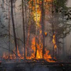 Хөвсгөл болон Сүхбаатар аймгуудад гарсан ой хээрийн түймэрт 17 га газар шатжээ